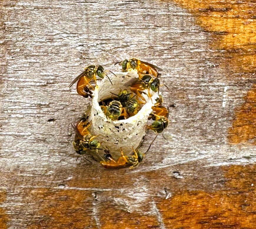 Municipalidad de Oreamuno impulsa acciones para proteger a las abejas y polinizadores